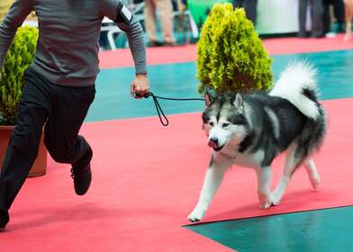 IABCA's 2025 Peach State Winter Sieger International Dog Show