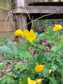 Fall Edible Plant Hike