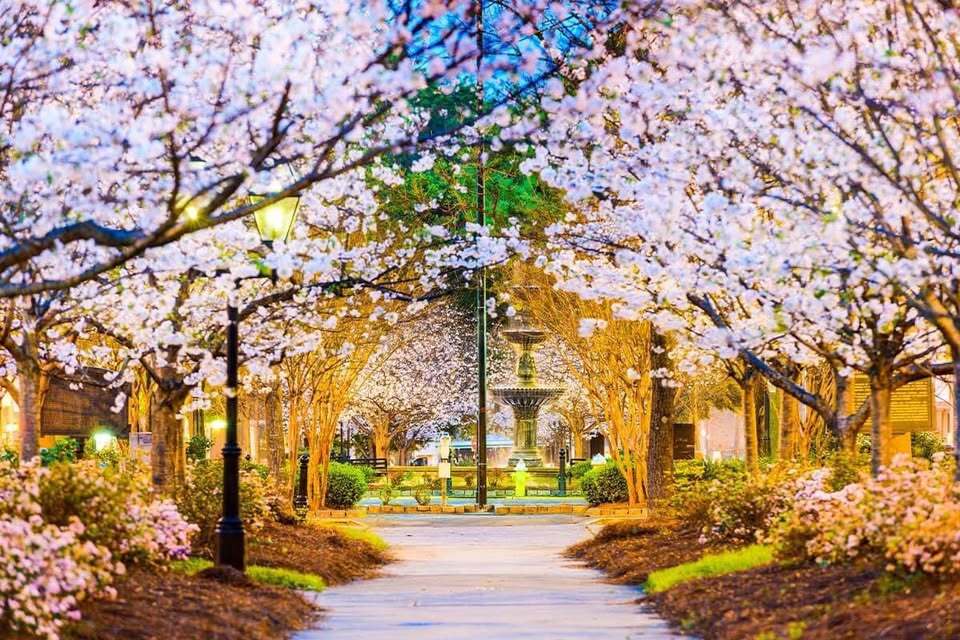 43rd Cherry Blossom Festival - Macon, GA